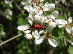 Pelonides quadripunctata