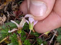Geranium costaricense