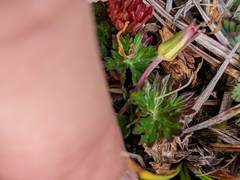 Geranium costaricense