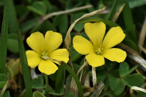 Oxalis dillenii