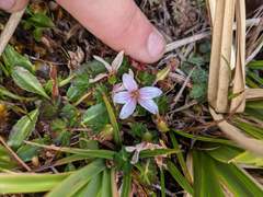 Geranium costaricense