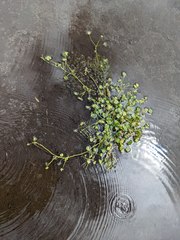 Ranunculus flagelliformis