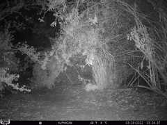 Didelphis virginiana