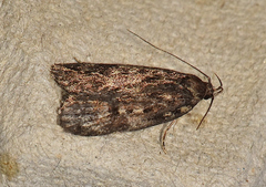 Barea exarcha