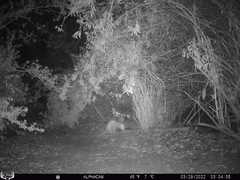 Didelphis virginiana