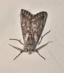Cerura melanoglypta