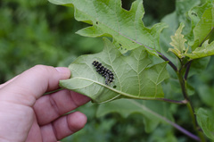 Leucanella viridescens