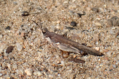 Pycnostictus seriatus