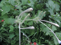Mirabilis longiflora