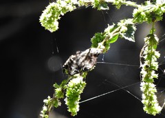 Helias phalaenoides