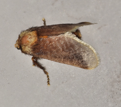 Doratifera oxleyi