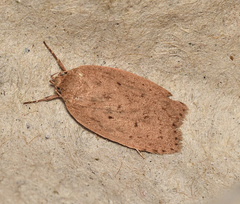 Garrha carnea