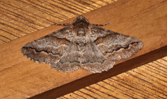 Gastrinodes bitaeniaria