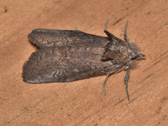 Hobartina amblyiodes