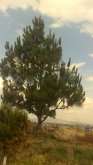 Pinus