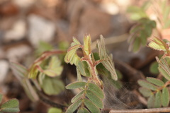 Chamaecrista lineata keyensis