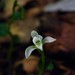 Triphora amazonica - Photo (c) Jake Antonio Heaton, osa oikeuksista pidätetään (CC BY-NC), lähettänyt Jake Antonio Heaton