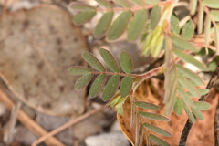 Chamaecrista lineata keyensis