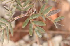 Chamaecrista lineata keyensis