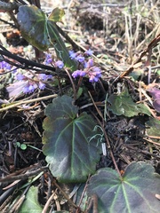 Veronica regina-nivalis