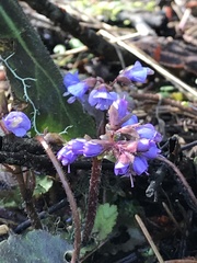 Veronica regina-nivalis