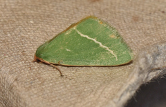 Mixochroa gratiosata