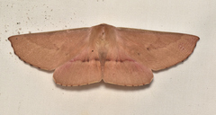 Monoctenia falernaria