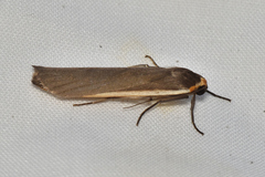 Palaeosia bicosta