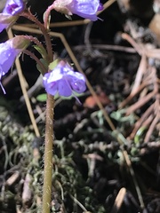 Veronica regina-nivalis