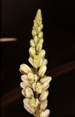 Polygala boykinii var. sparsifolia image