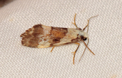 Philenora irregularis