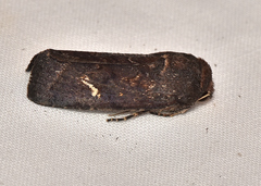 Proteuxoa bistrigula