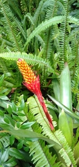 Aechmea comata