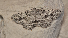 Psilosticha mactaria