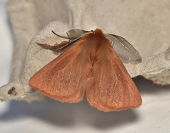 Pterolocera leucocera