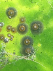 Chrysomphalus pinnulifer