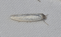 Scieropepla polyxesta