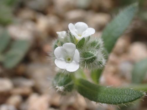 Pringle's popcornflower (Plagiobothrys pringlei)