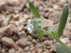 Plagiobothrys pringlei