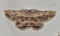 Scioglyptis lyciaria