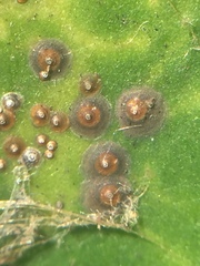 Chrysomphalus pinnulifer