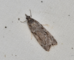 Scoparia ochrophara