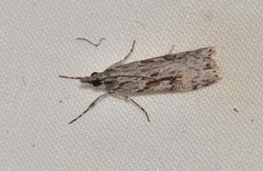 Scoparia ochrophara