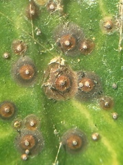 Chrysomphalus pinnulifer