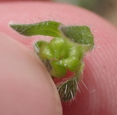 Plagiobothrys pringlei