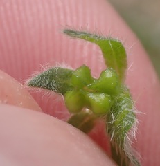 Plagiobothrys pringlei