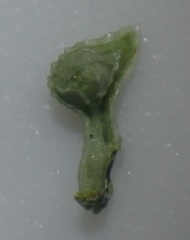 Plagiobothrys pringlei