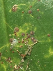 Chrysomphalus pinnulifer