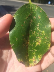 Chrysomphalus pinnulifer