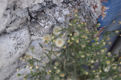 Erigeron bonariensis